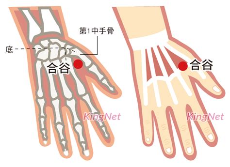 虎口位置|合谷穴 (虎口)